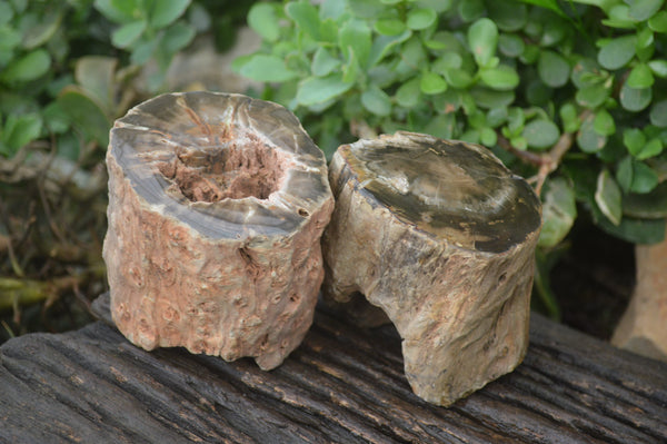 Polished Petrified Wood Branch Pieces x 3 From Gokwe, Zimbabwe