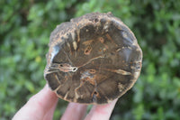 Polished Petrified Wood Branch Pieces x 3 From Gokwe, Zimbabwe