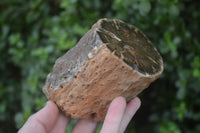 Polished Petrified Wood Branch Pieces x 3 From Gokwe, Zimbabwe