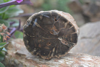 Polished Petrified Wood Branch Pieces x 3 From Gokwe, Zimbabwe