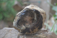 Polished Petrified Wood Branch Pieces x 3 From Gokwe, Zimbabwe