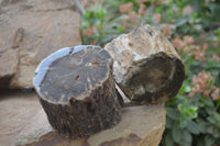 Polished Petrified Wood Branch Pieces x 3 From Gokwe, Zimbabwe