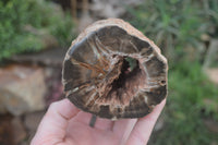 Polished Petrified Wood Branch Pieces x 3 From Gokwe, Zimbabwe