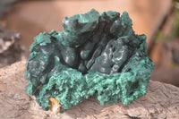 Natural Silky Malachite Specimens x 6 From Kasompe, Congo