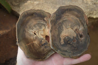 Polished Petrified Wood Slices x 6 From Gokwe, Zimbabwe