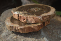 Polished Petrified Wood Slices x 6 From Gokwe, Zimbabwe