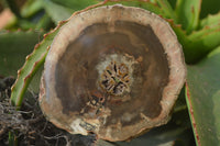 Polished Petrified Wood Slices x 6 From Gokwe, Zimbabwe