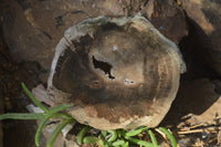 Polished Petrified Wood Slices x 6 From Gokwe, Zimbabwe