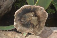 Polished Petrified Wood Slices x 6 From Gokwe, Zimbabwe