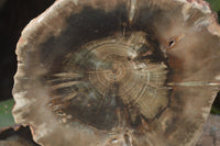 Polished Petrified Wood Slices x 6 From Gokwe, Zimbabwe