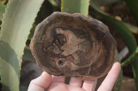 Polished Petrified Wood Slices x 6 From Gokwe, Zimbabwe