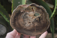 Polished Petrified Wood Slices x 6 From Gokwe, Zimbabwe