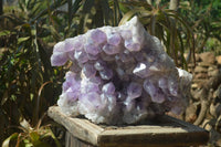 Natural Jacaranda Amethyst Cluster x 1 From Mumbwa, Zambia