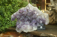 Natural Jacaranda Amethyst Cluster x 1 From Mumbwa, Zambia