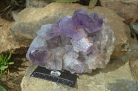 Natural Jacaranda Amethyst Clusters x 2 From Mumbwa, Zambia