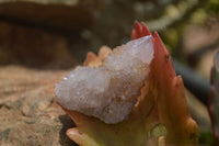 Natural Ametrine Spirit Quartz Crystals x 20 From Boekenhouthoek, South Africa