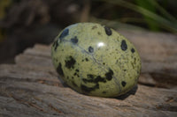 Polished Leopard Stone Galet-Palm Stones x 12 From Zimbabwe