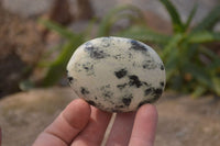 Polished Leopard Stone Galet-Palm Stones x 12 From Zimbabwe