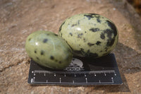 Polished Leopard Stone Galet-Palm Stones x 12 From Zimbabwe