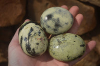 Polished Leopard Stone Galet-Palm Stones x 12 From Zimbabwe