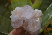 Natural Cactus Flower Amethyst Spirit Quartz Clusters x 6 From South Africa