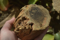 Polished Petrified Wood Branch Pieces x 2 From Gokwe, Zimbabwe