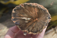 Polished Petrified Wood Branch Pieces x 2 From Gokwe, Zimbabwe