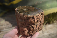 Polished Petrified Wood Branch Pieces x 2 From Gokwe, Zimbabwe