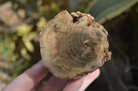 Polished Petrified Wood Branch Pieces x 2 From Gokwe, Zimbabwe