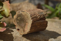 Polished Petrified Wood Branch Pieces x 2 From Gokwe, Zimbabwe