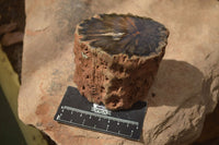 Polished Petrified Wood Branch Pieces x 2 From Gokwe, Zimbabwe