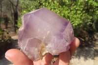 Natural Window Amethyst Crystals x 5 From Ambatondrazaka, Madagascar