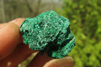 Natural Silky Malachite Specimens x 70 From Kasompe, Congo