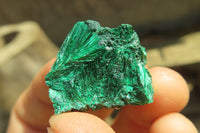 Natural Silky Malachite Specimens x 70 From Kasompe, Congo