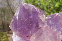 Natural Jacaranda Amethyst Clusters x 5 From Mumbwa, Zambia