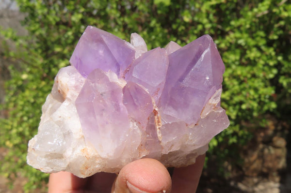 Natural Jacaranda Amethyst Clusters x 5 From Mumbwa, Zambia