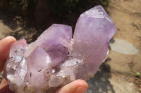 Natural Jacaranda Amethyst Clusters x 5 From Mumbwa, Zambia