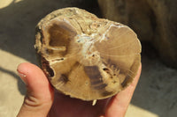 Polished Petrified Wood Branch Pieces x 2 From Gokwe, Zimbabwe