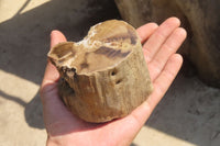 Polished Petrified Wood Branch Pieces x 2 From Gokwe, Zimbabwe