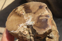 Polished Petrified Wood Branch Pieces x 2 From Gokwe, Zimbabwe