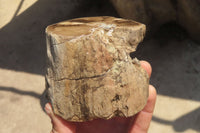 Polished Petrified Wood Branch Pieces x 2 From Gokwe, Zimbabwe