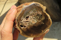 Polished Petrified Wood Branch Pieces x 2 From Gokwe, Zimbabwe