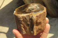 Polished Petrified Wood Branch Pieces x 2 From Gokwe, Zimbabwe