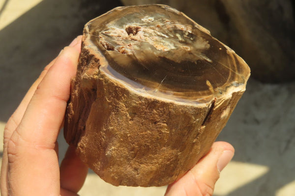 Polished Petrified Wood Branch Pieces x 2 From Gokwe, Zimbabwe