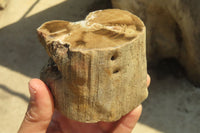 Polished Petrified Wood Branch Pieces x 2 From Gokwe, Zimbabwe