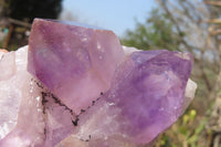 Natural Jacaranda Amethyst Clusters x 3 From Zambia