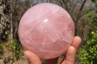 Polished Star Rose Quartz Sphere x 1 From Antsirabe, Madagascar