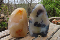 Polished Dendritic Agate Standing Free Forms x 6 From Madagascar