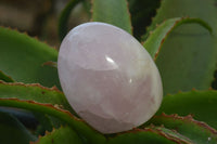 Polished Rose Quartz Standing Free Forms x 3 From Madagascar