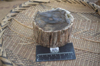 Polished on One Side Petrified Wood Branch Pieces x 2 From Gokwe, Zimbabwe